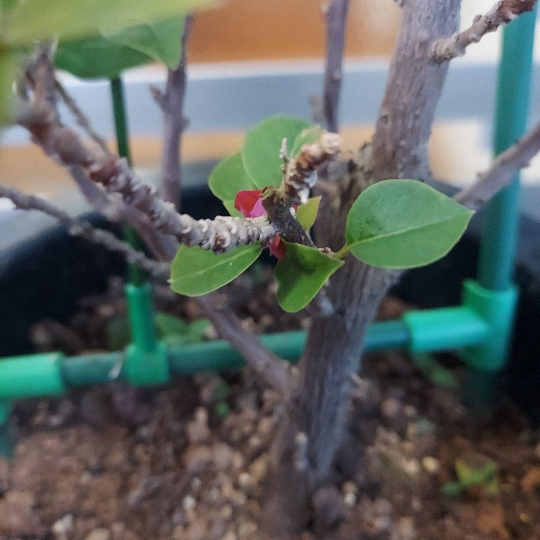 ブーゲンビリアキャンドル 　No.71 らくらくメルカリ便発送‼️