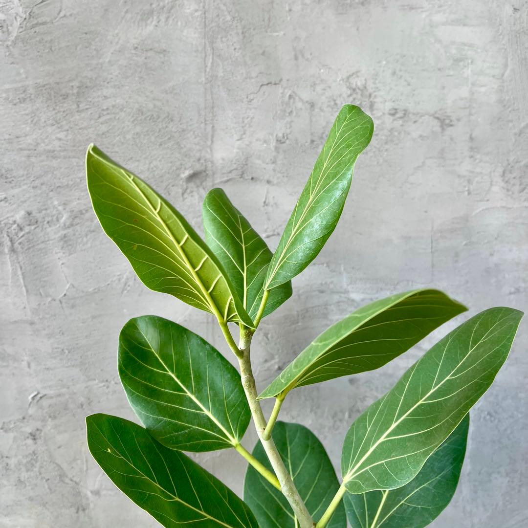 フィカス　ベンガレンシス　オードリー　陶器鉢　植え込み発送