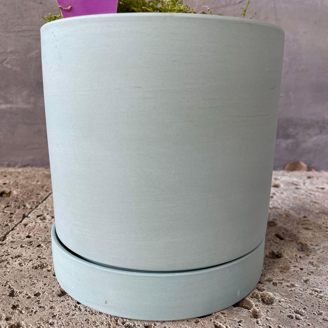 フィカス　ベンガレンシス　オードリー　陶器鉢　植え込み発送