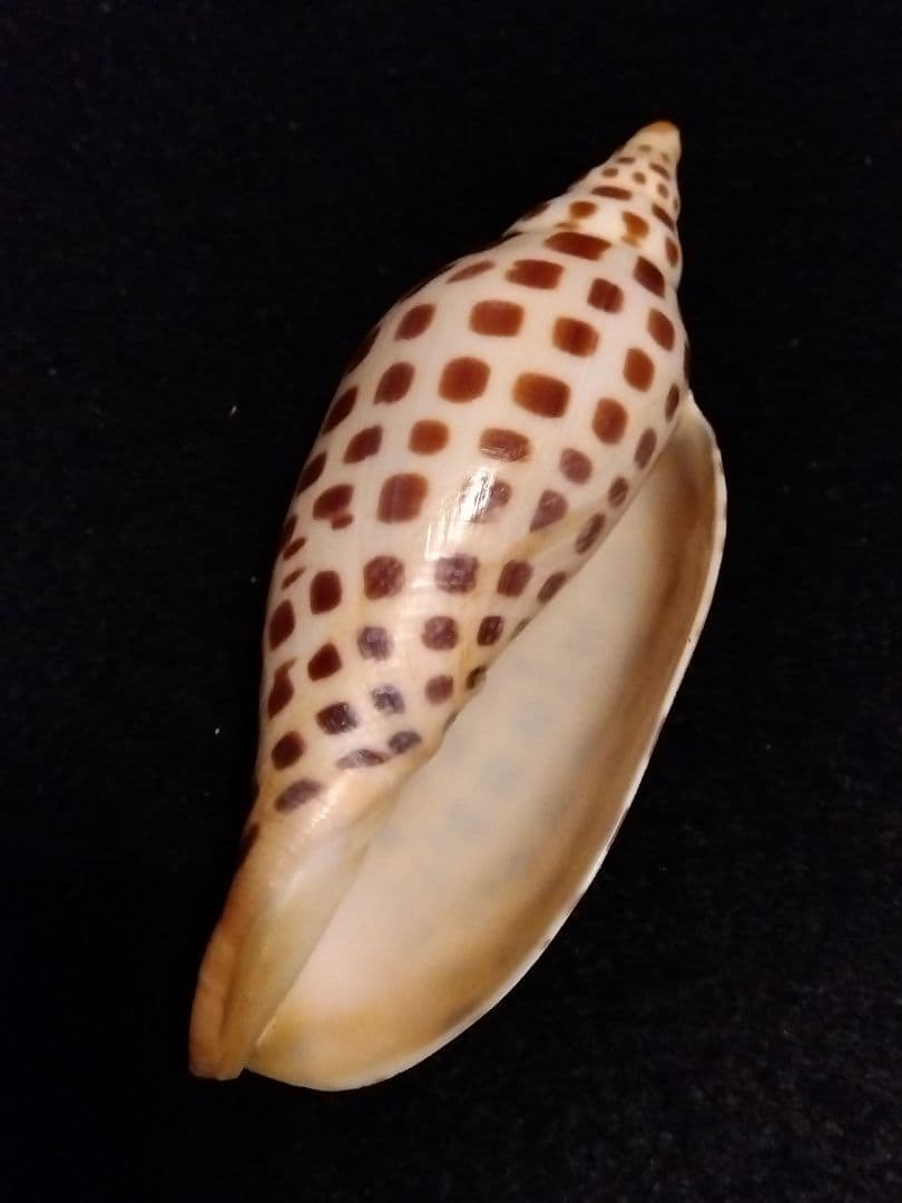 貝殻の標本　リュウグウボラ（ガクフボラ科）