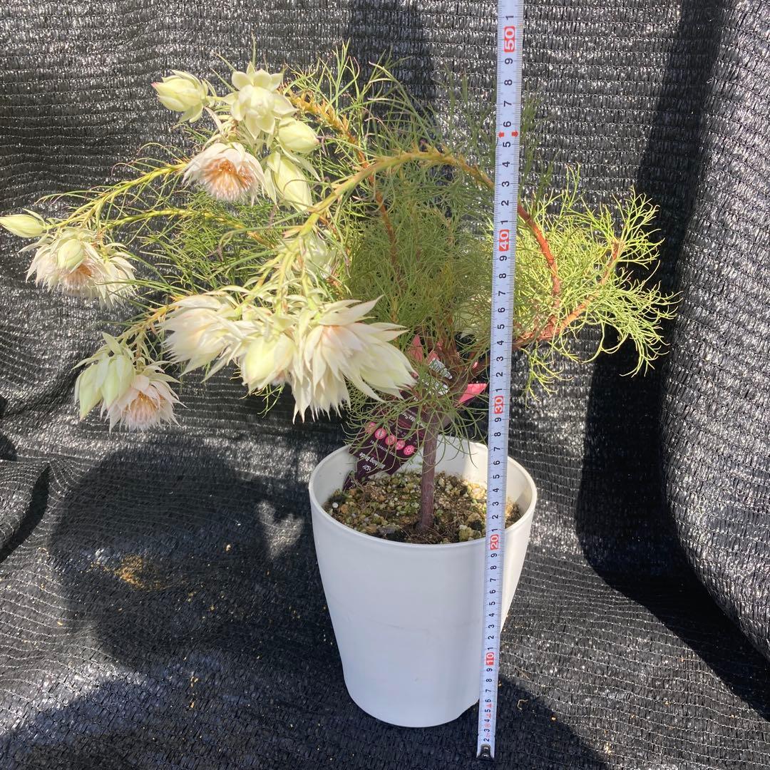 ②*:ஐ白花*:ஐジョーイセルリア・苗木【ブラッシングブライド（フロリダ）】6号