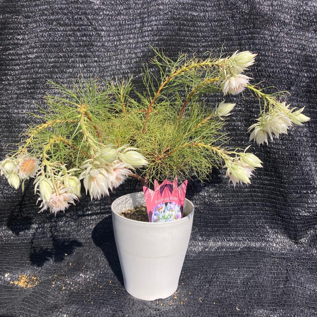 ②*:ஐ白花*:ஐジョーイセルリア・苗木【ブラッシングブライド（フロリダ）】6号