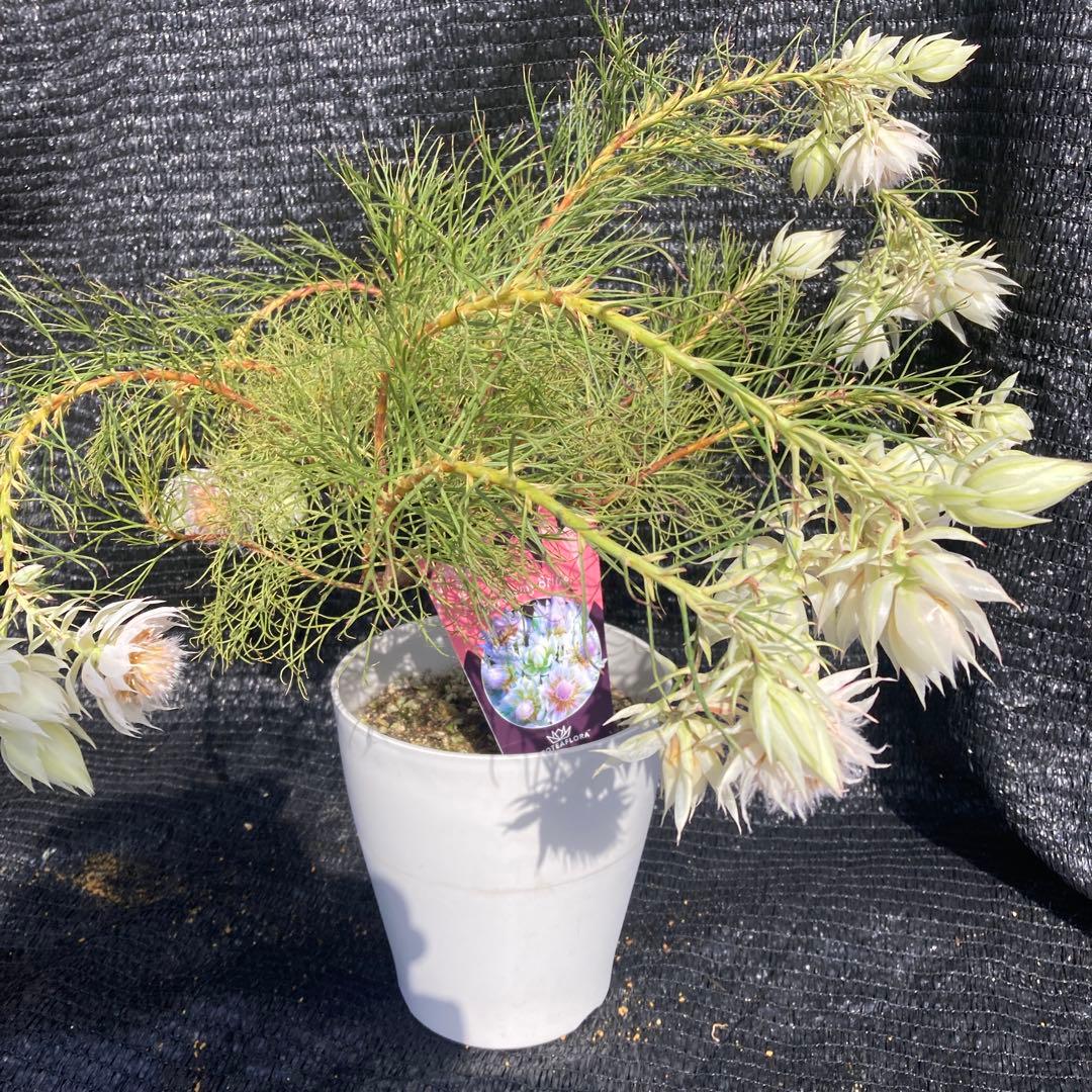 ②*:ஐ白花*:ஐジョーイセルリア・苗木【ブラッシングブライド（フロリダ）】6号