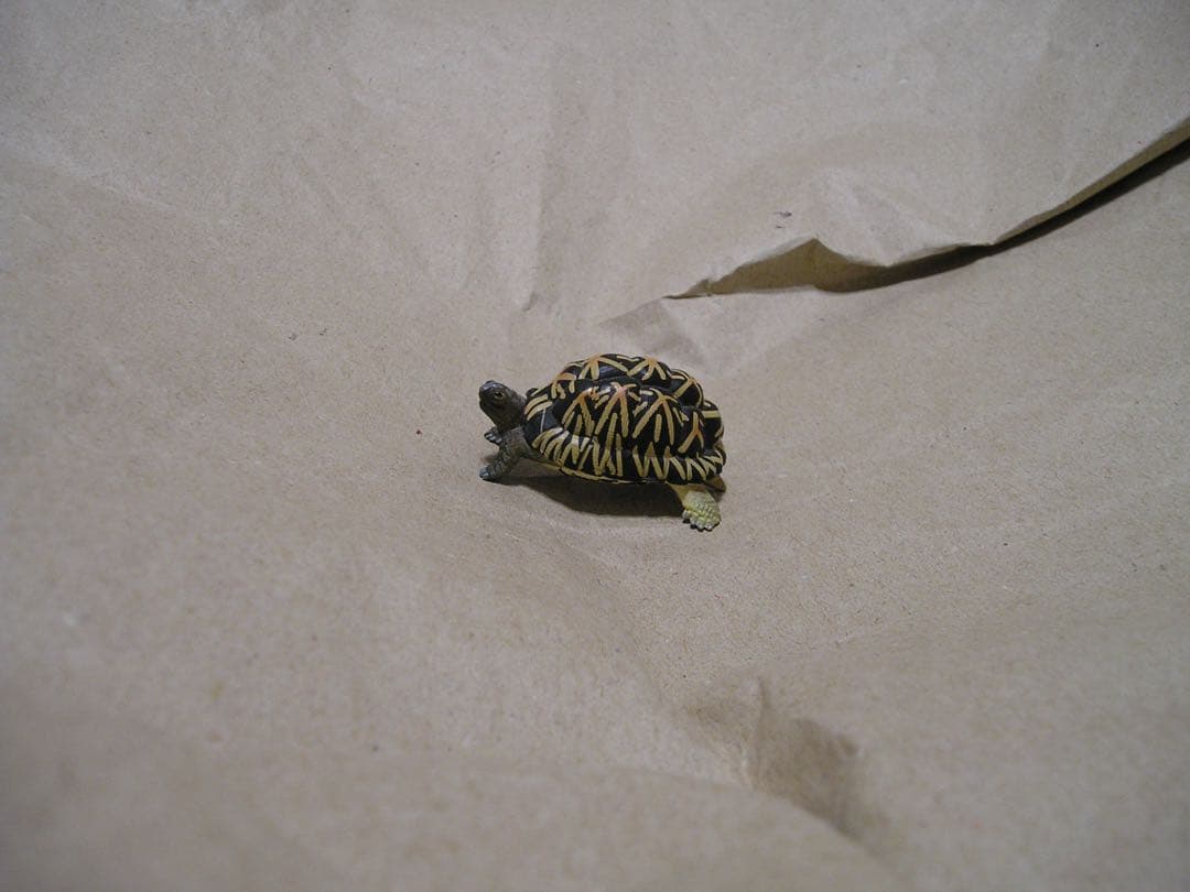 OLYMPUS CAMEDIA X-350 C-745 2台セットXDカード付き