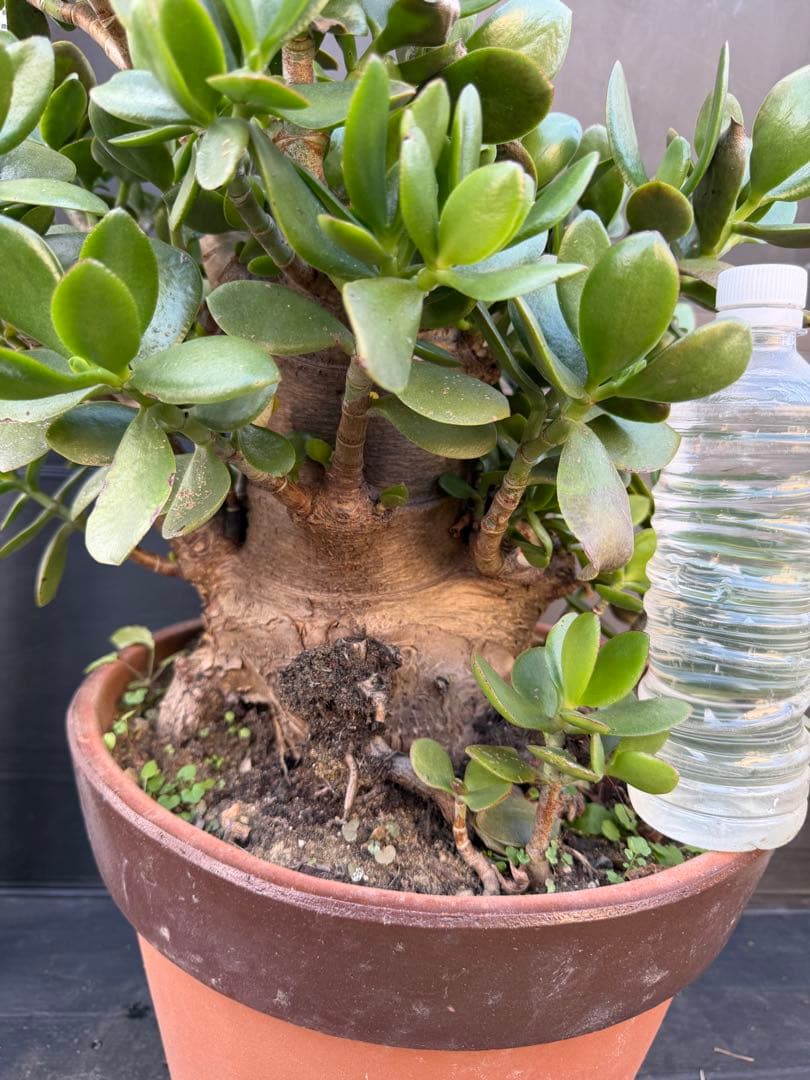 極太　金のなる木　マネーツリー　成金草　多肉植物 約60cm 茶色の鉢