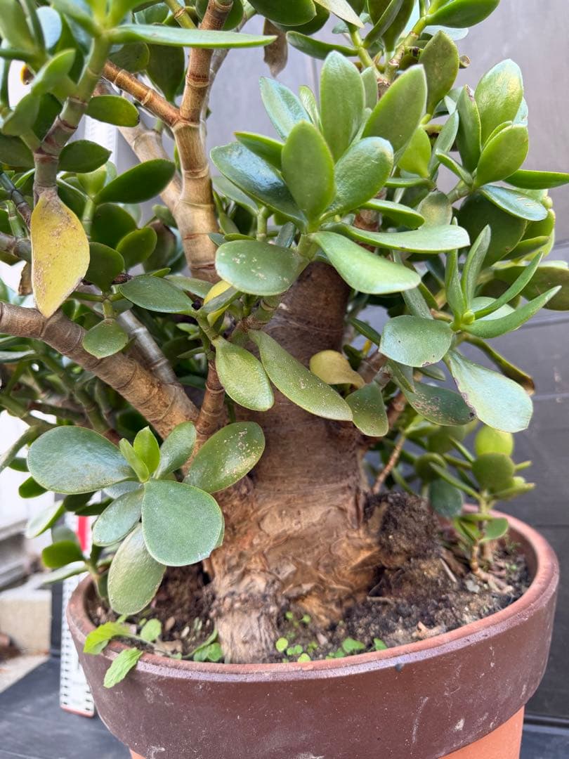 極太　金のなる木　マネーツリー　成金草　多肉植物 約60cm 茶色の鉢