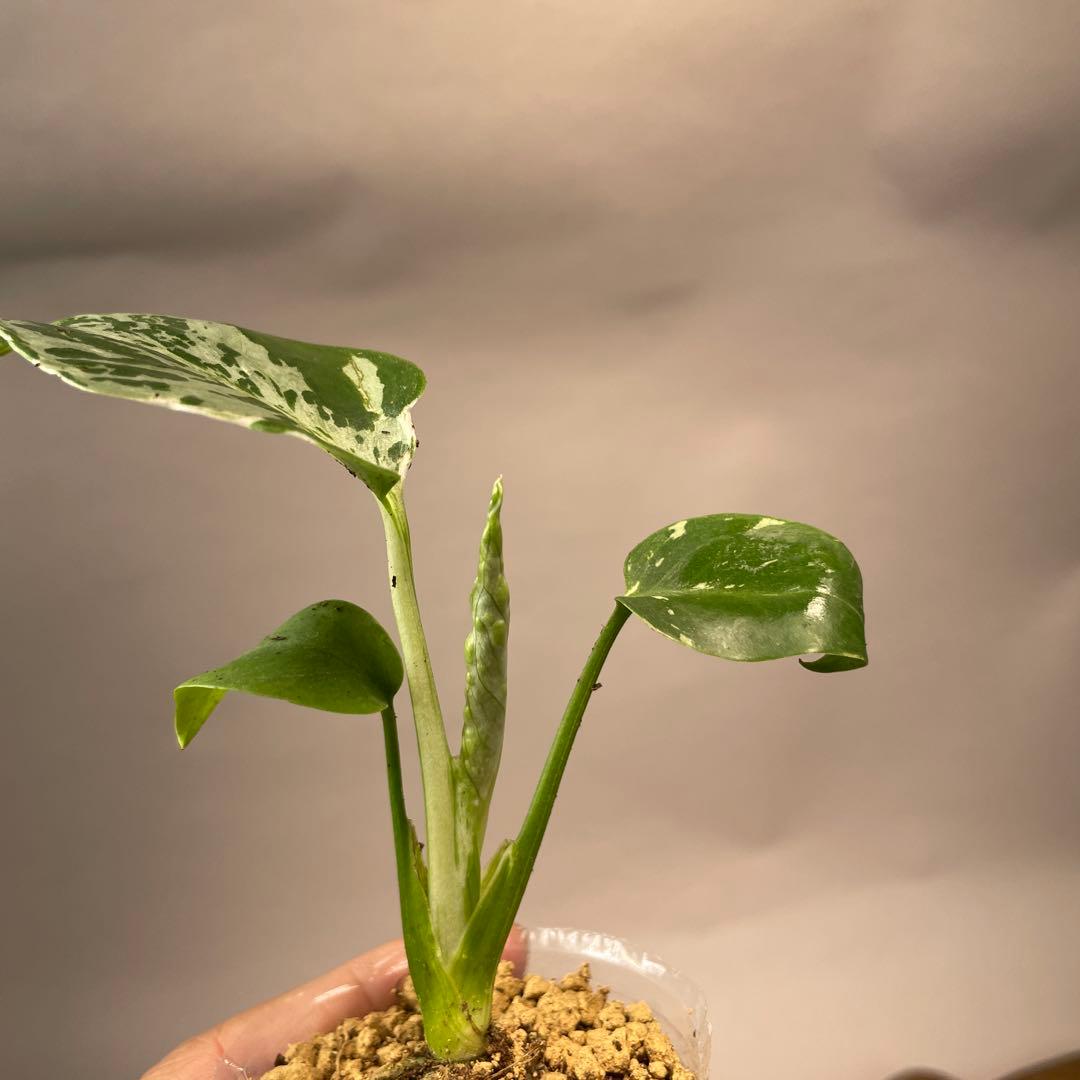 ユ*キ様 L042品種保証！斑入り保証！モンステラ バルバソー フシギダネ