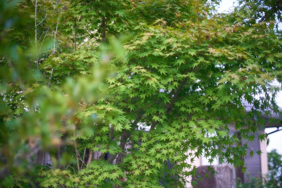 綺麗 Nikon F初期+T / NIKKOR-S Auto 50mm F1.4