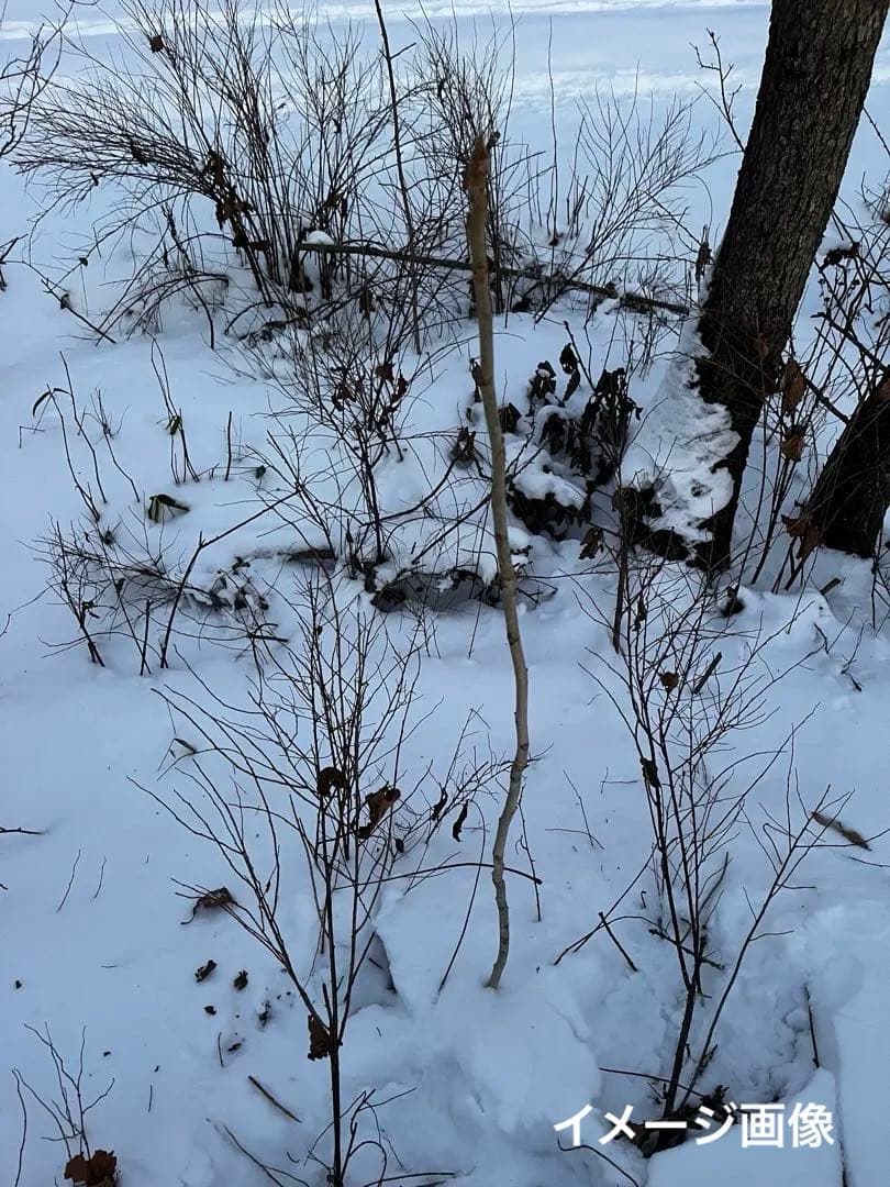 北の蝦夷　鬼胡桃の特大苗木　1メートル50センチ