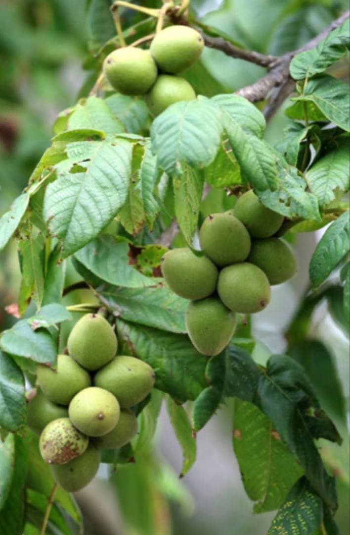 北の蝦夷　鬼胡桃の特大苗木　1メートル50センチ