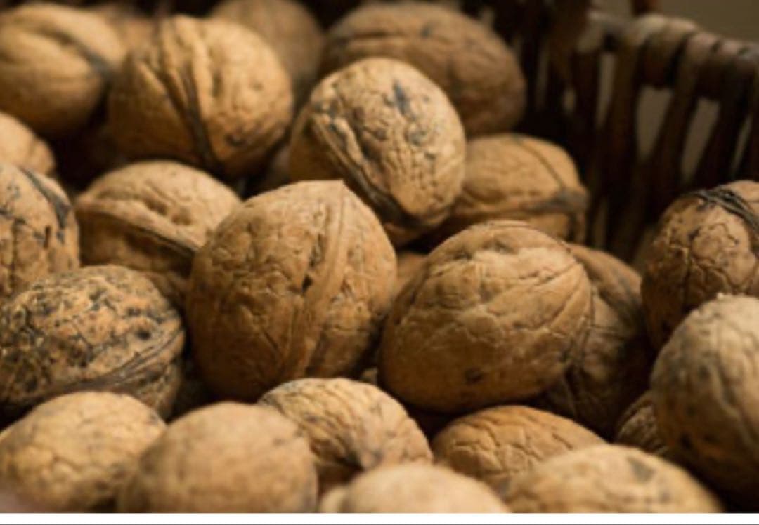 北の蝦夷　鬼胡桃の特大苗木　1メートル50センチ