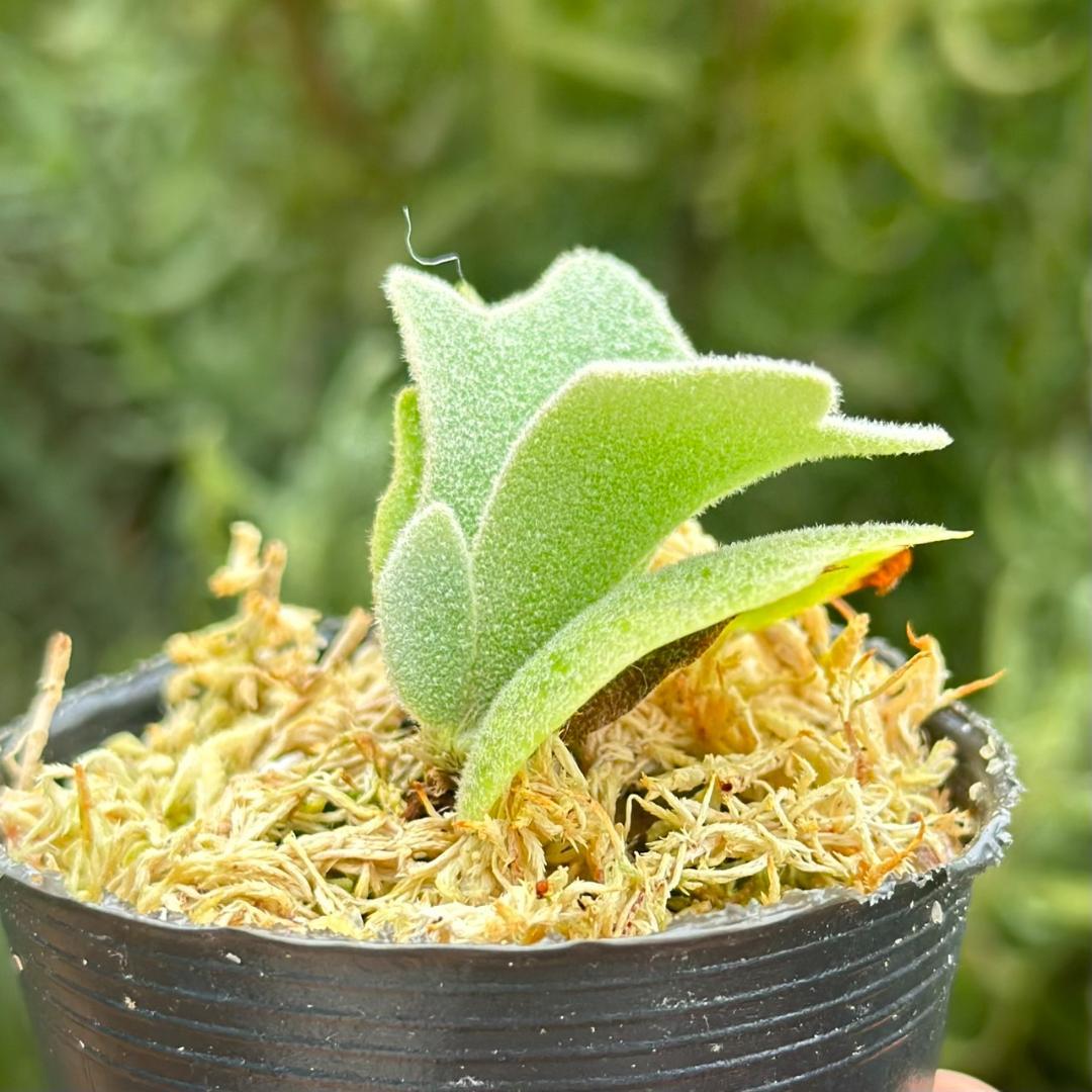 ビカクシダ P.willinckii Frosty Maiden Spore 02