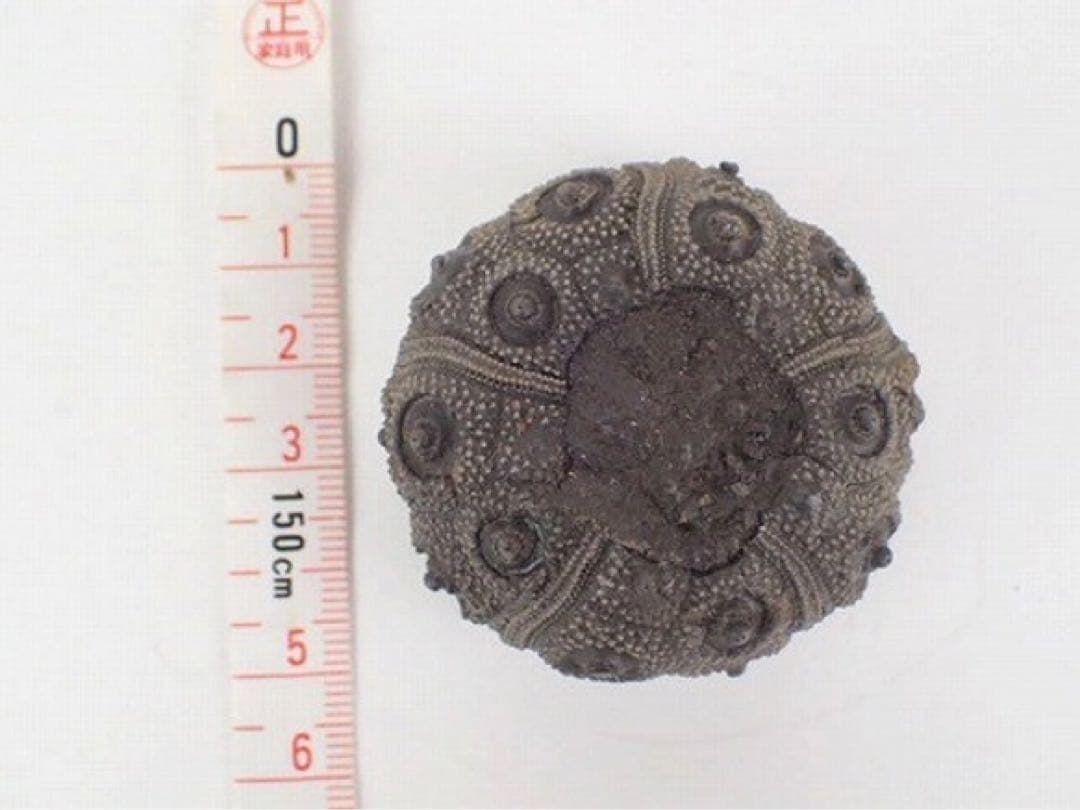 ジュラ期 化石 うに ウニ