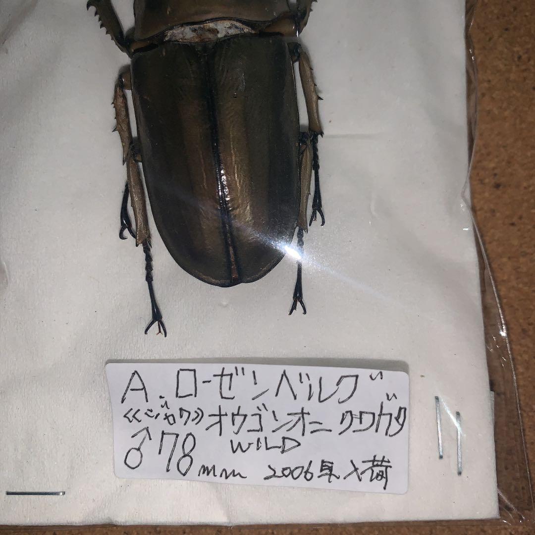 A.ローゼンベルク　オオゴンオニクワガタ雄78㍉野外品