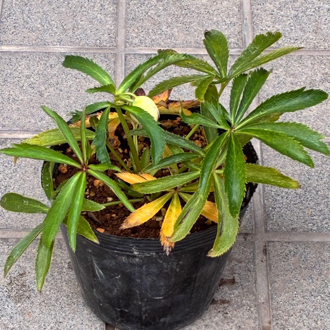 ラ*ク様 ☘️蕾付き☘️3343⭐️小輪⭐️芳香⭐️オーレアX ボッコネイ⭐️大