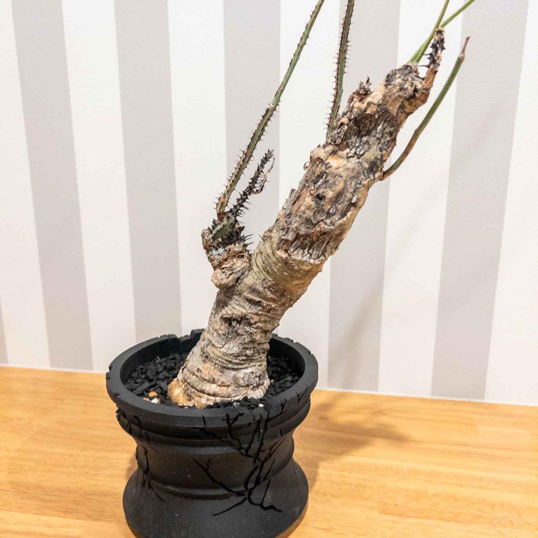 アデニア アクリアータ アクレアータ 現地球 発根済み