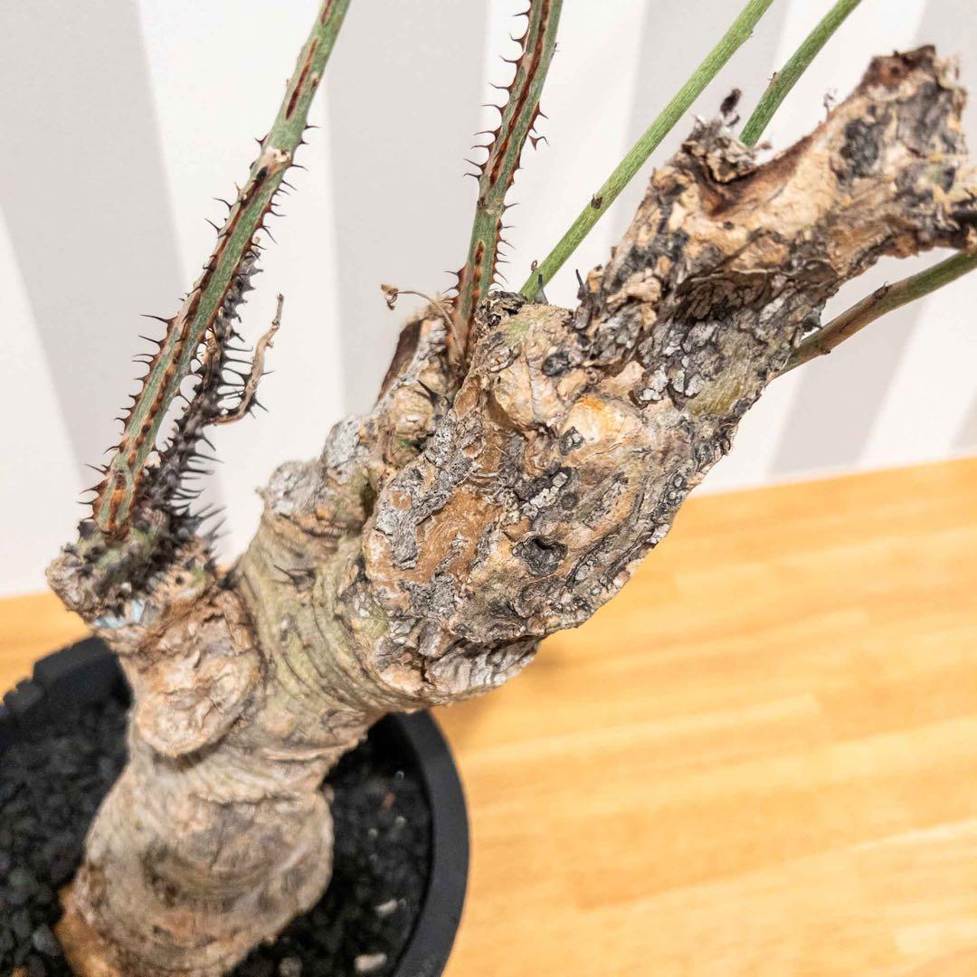 アデニア アクリアータ アクレアータ 現地球 発根済み