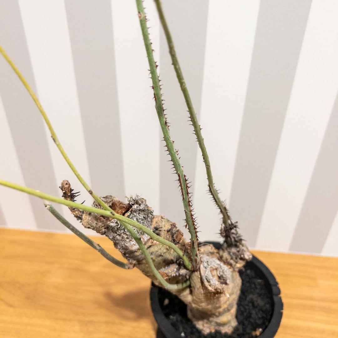 アデニア アクリアータ アクレアータ 現地球 発根済み