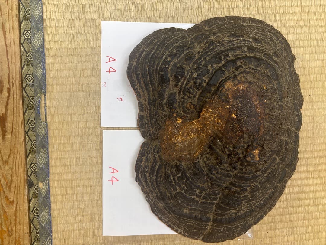 天然採取　猿の腰掛け（サルノコシカケ)　特大貴重品