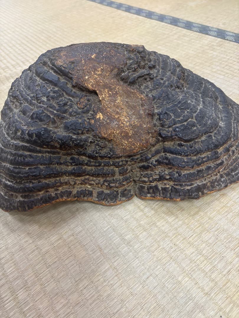 天然採取　猿の腰掛け（サルノコシカケ)　特大貴重品