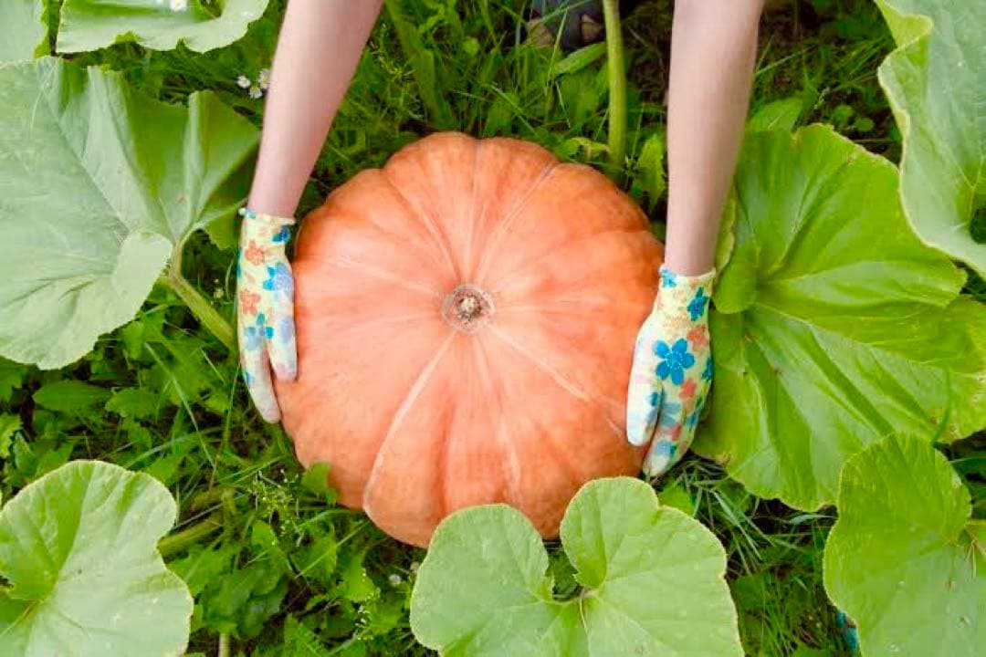 雑貨☆マトリョーシカ『Little Gardeners』5Pエレナ最新