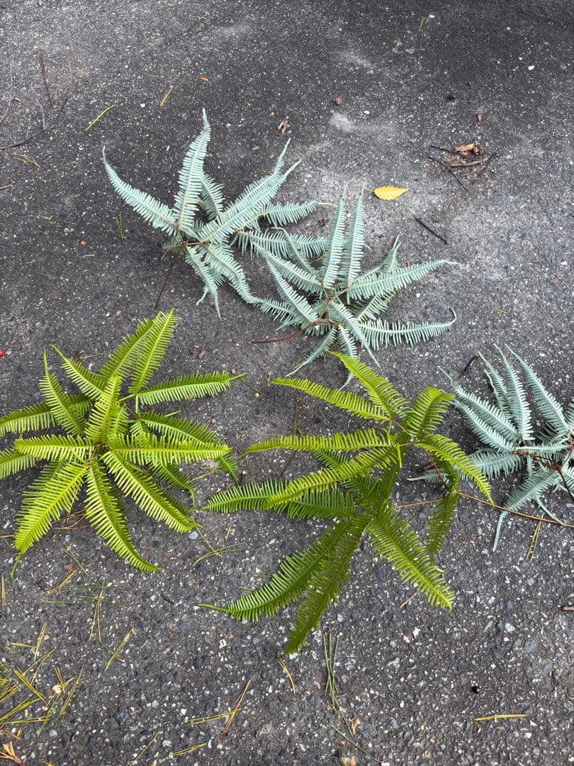 ウラジロ　裏白シダ　ヤマシダ