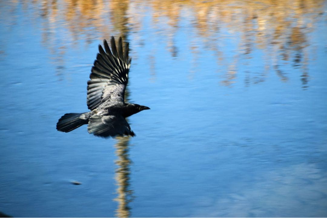 レンズ(ズーム) RT(EF170-500mm)