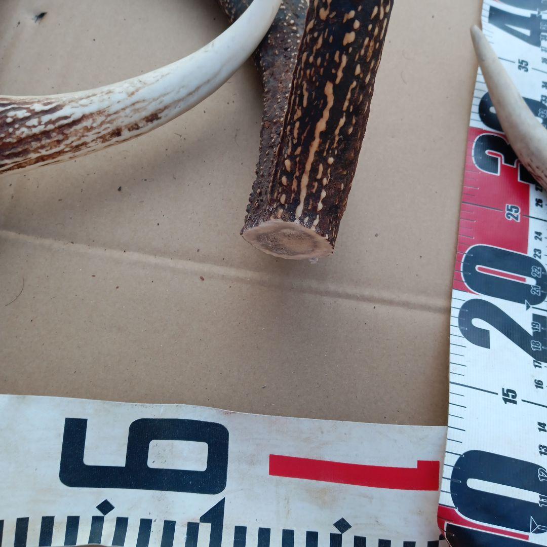 ク*ト様 蝦夷鹿の角 犬用おもちゃ、工芸品などに ５番