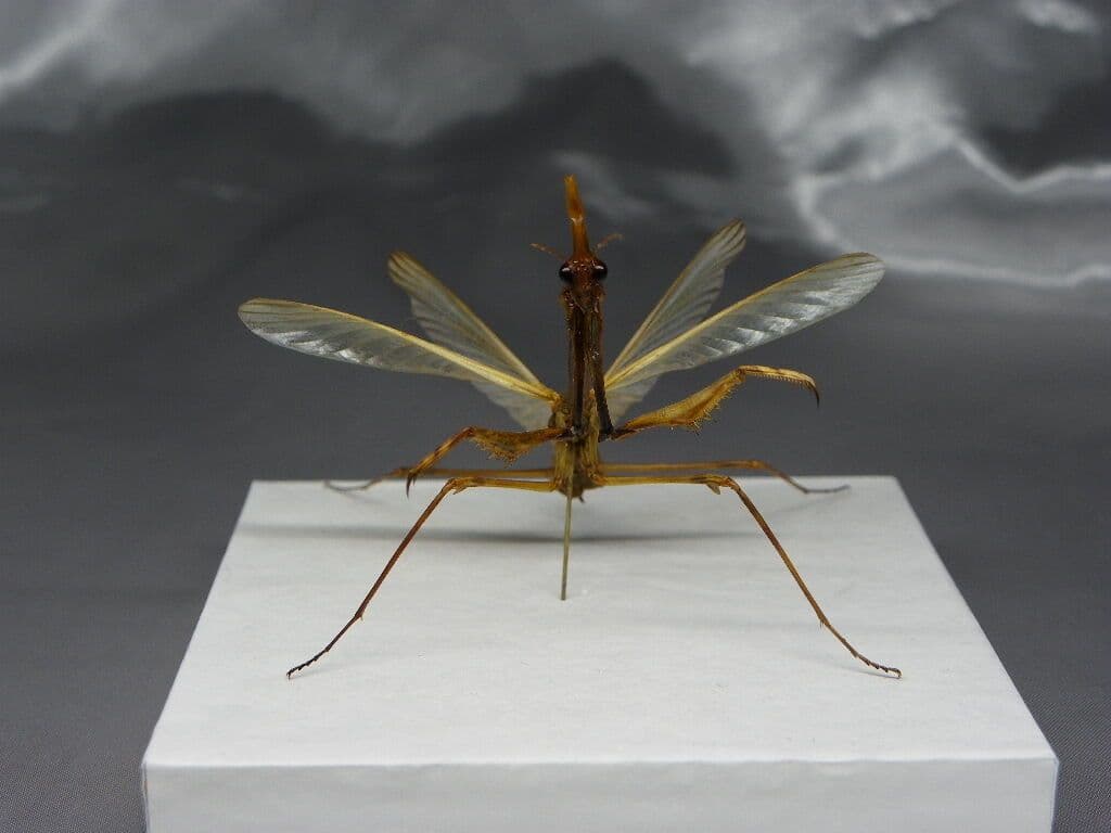 エンプーサペンナータ　クシヒゲカマキリ　ペア 立体標本　ジャンク