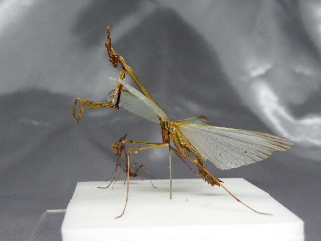エンプーサペンナータ　クシヒゲカマキリ　ペア 立体標本　ジャンク