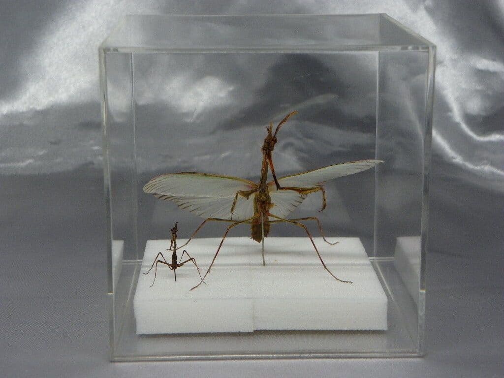 エンプーサペンナータ　クシヒゲカマキリ　ペア 立体標本　ジャンク