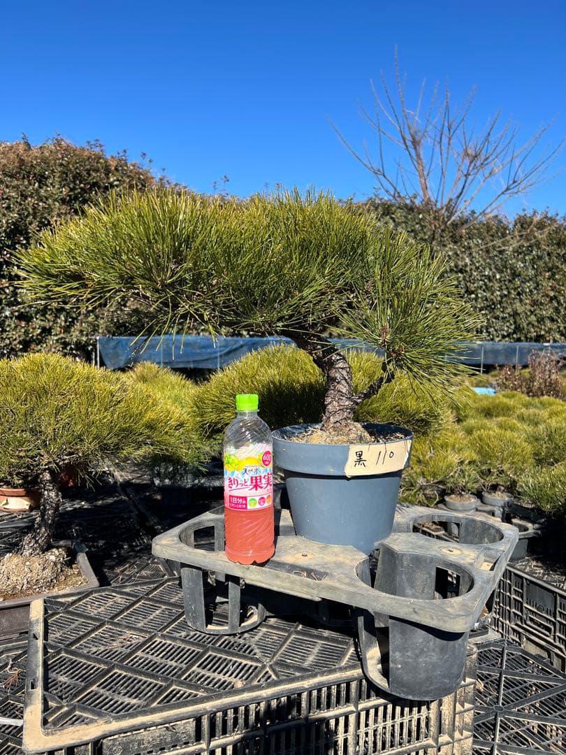 黒松盆栽　中品　樹齢約35年　110