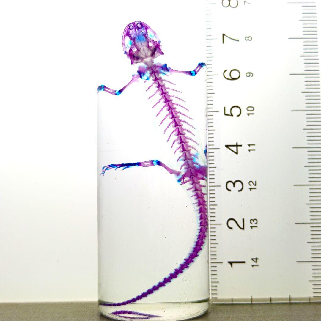 極美品【1点物】透明骨格標本 アカハライモリ③ 8-9cm 50ml
