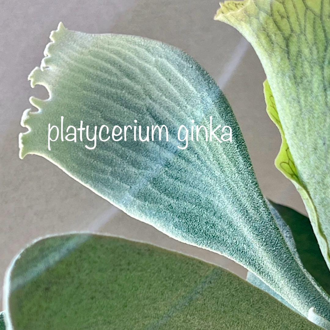 OC子株 platycerium ginka pup 銀華ギンカ54ビカクシダ
