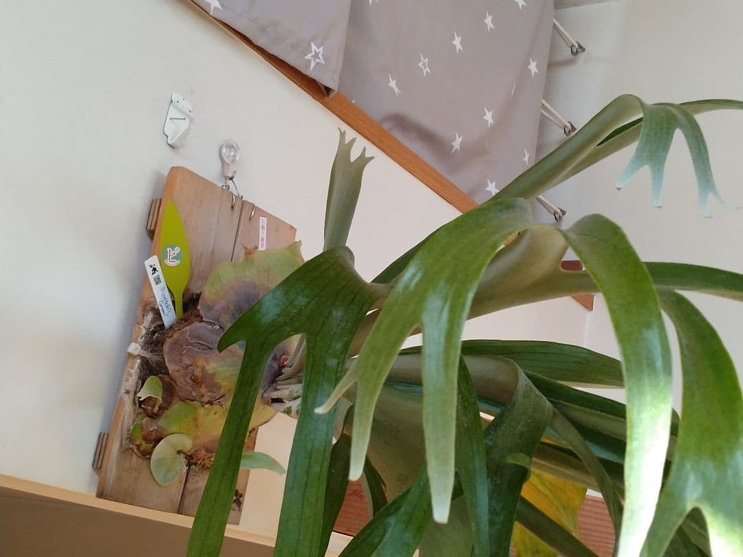 ビカクシダ 板付 観葉植物