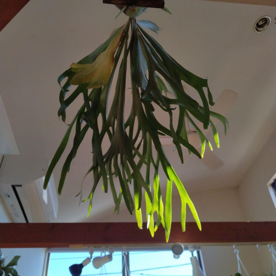 ビカクシダ 板付 観葉植物