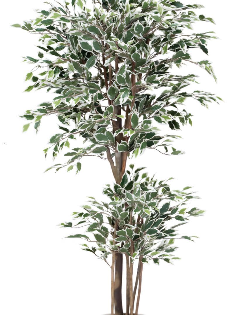光触媒　人工観葉植物　フェイクグリーン　トロピカルベンジャミン斑入リ 1.6m