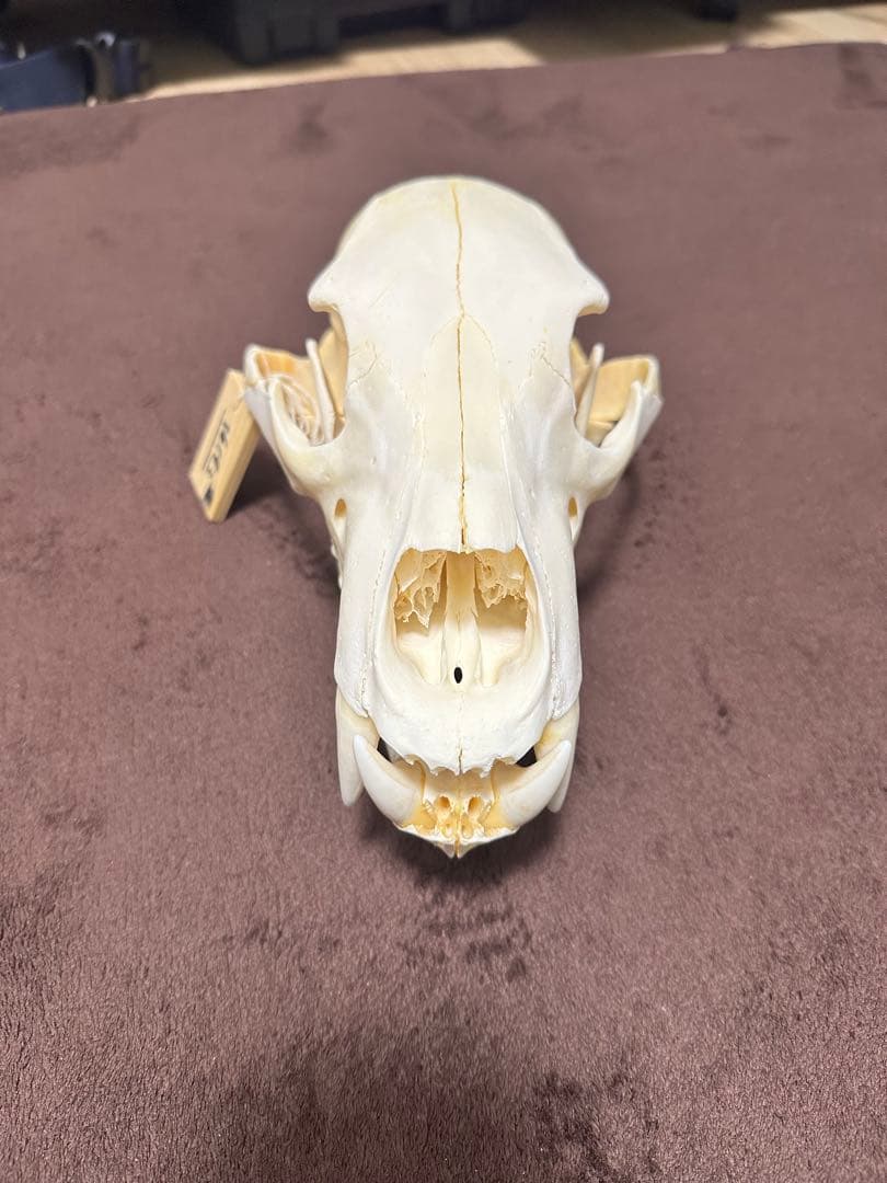 ヒグマ頭骨　書類付き　エゾヒグマ　骨格　標本　頭骨