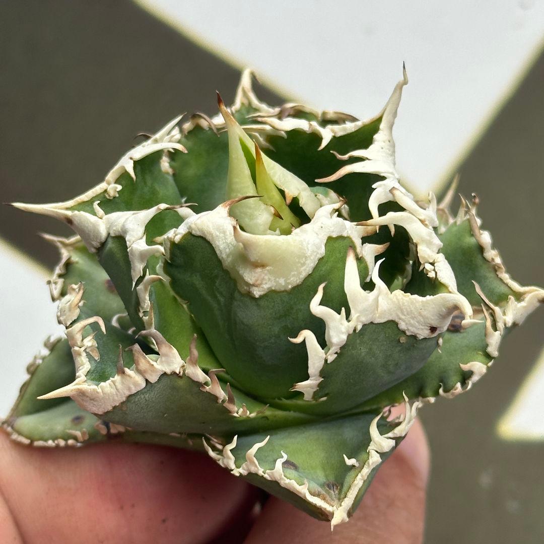 664【上澳園芸】 アガベ チタノタ shangao-008 白豪棘