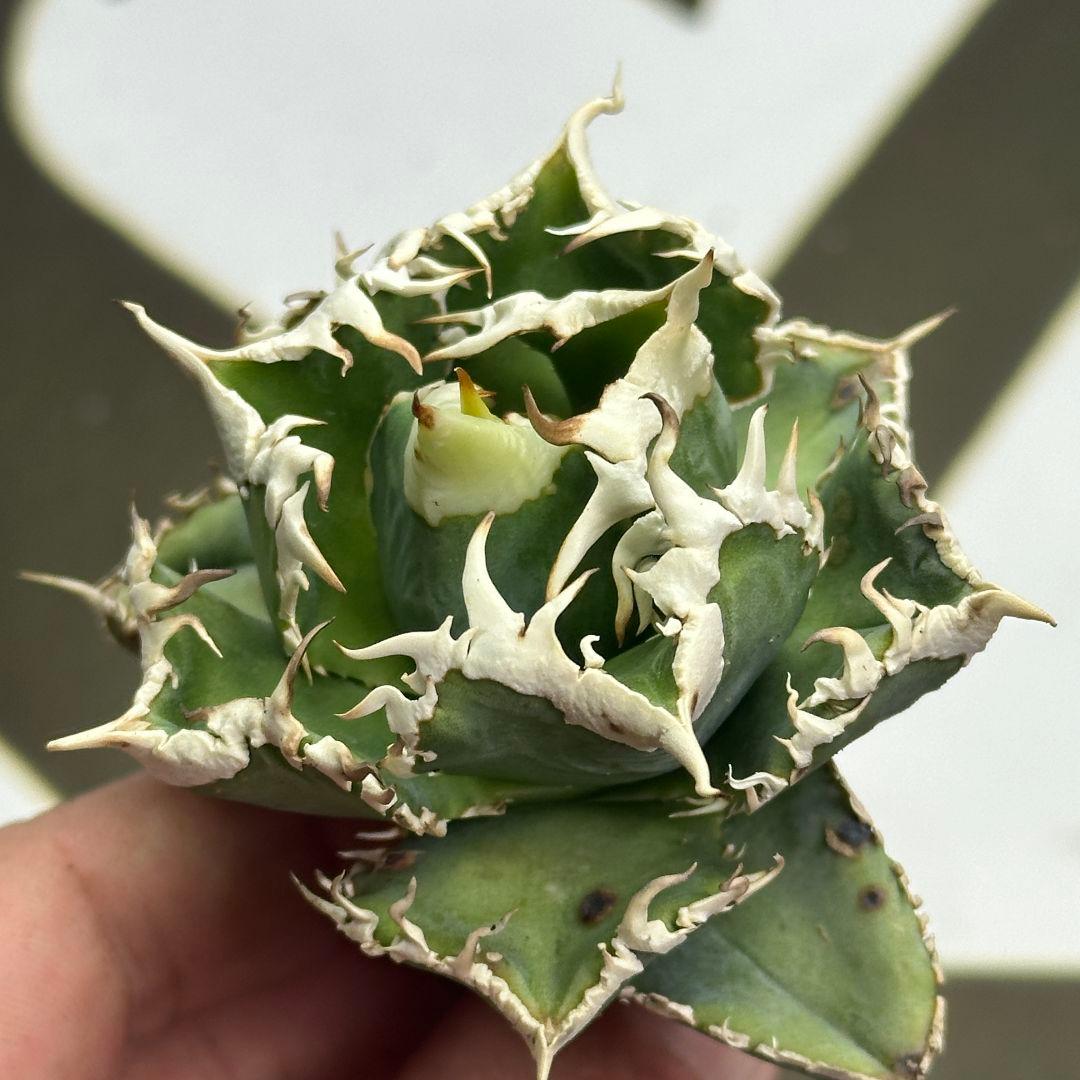 664【上澳園芸】 アガベ チタノタ shangao-008 白豪棘