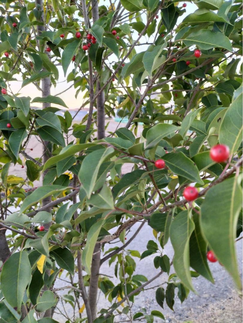 ソヨゴ メス 株立ち 6本立ち (実 すずなり)