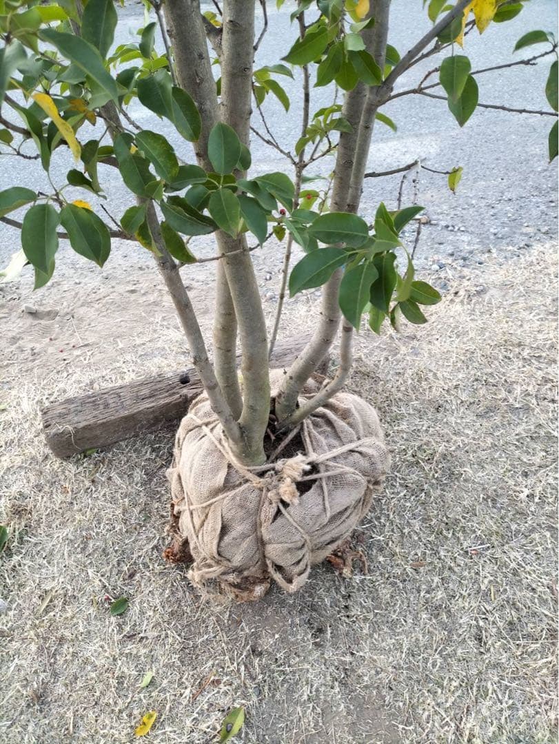 ソヨゴ メス 株立ち 6本立ち (実 すずなり)