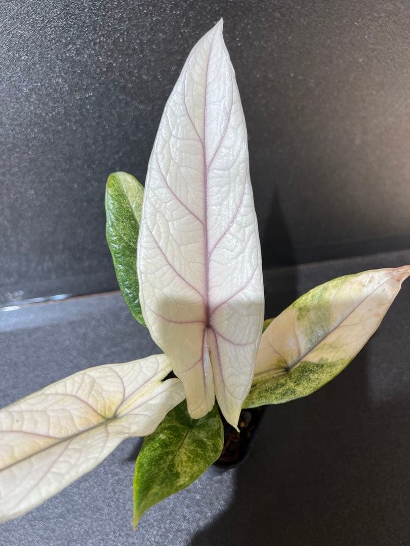 アロカシア スカルプラム ミント 芋