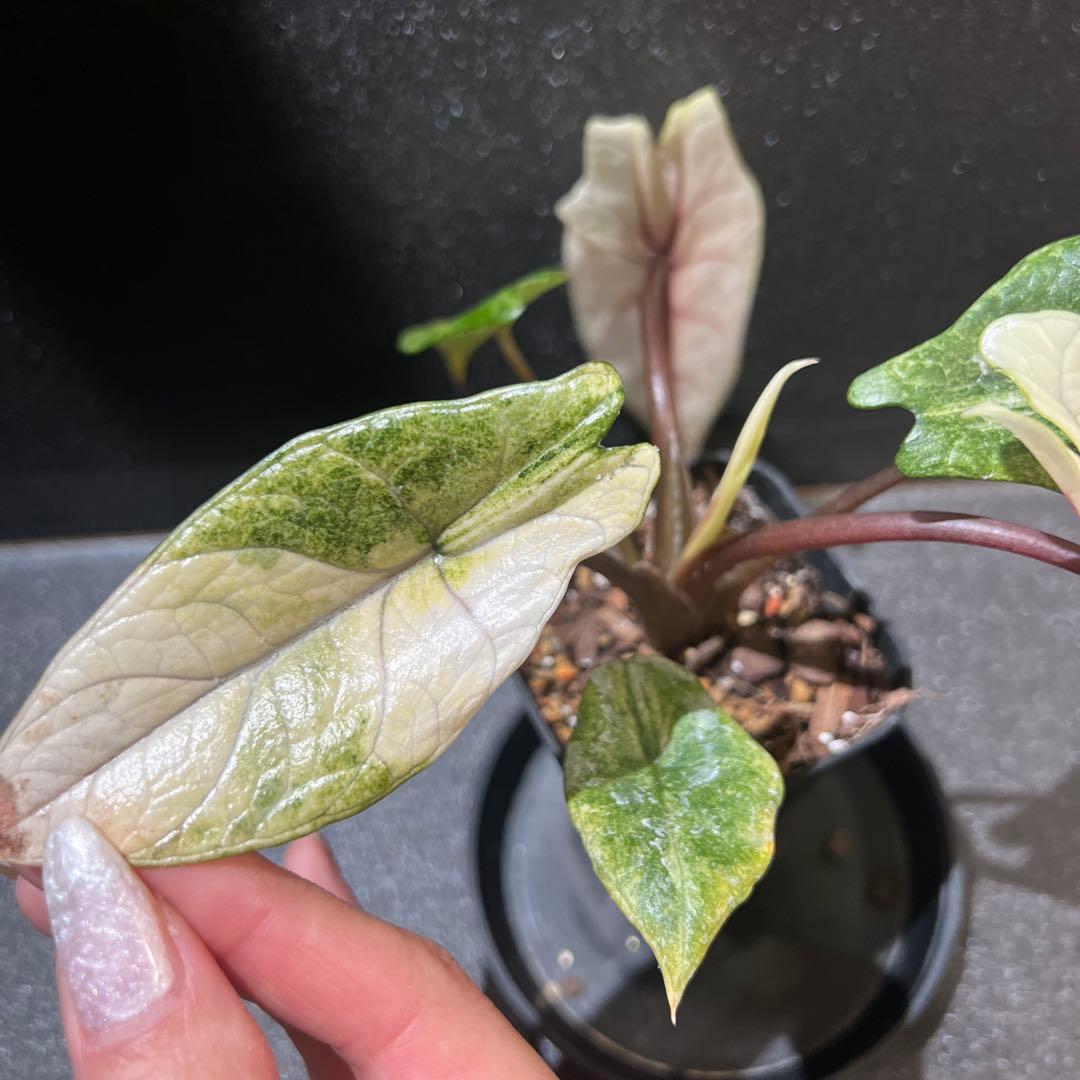 アロカシア スカルプラム ミント 芋