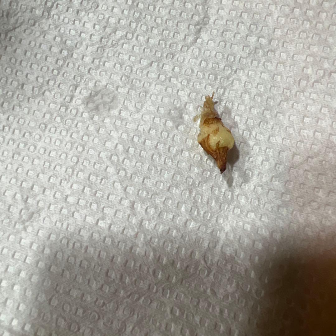 アロカシア スカルプラム ミント 芋