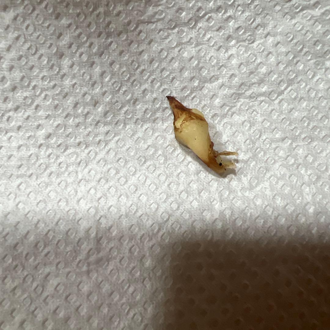 アロカシア スカルプラム ミント 芋