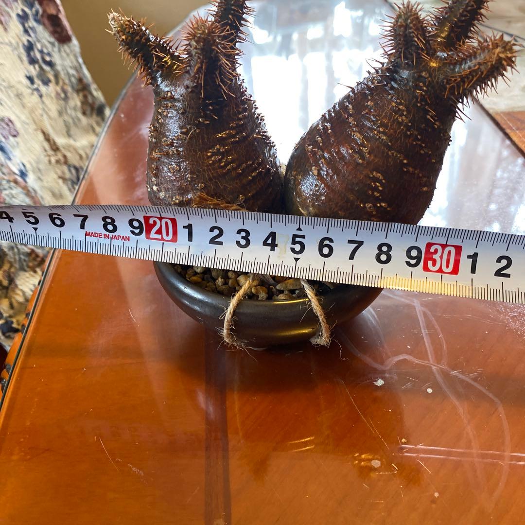 グラキリス 2頭 赤肌 良型 現地球