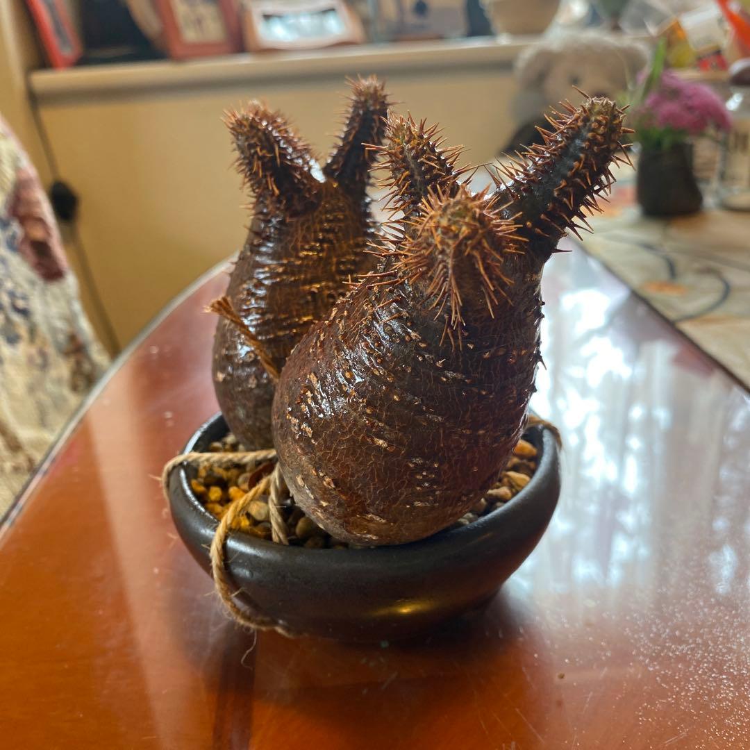 グラキリス 2頭 赤肌 良型 現地球