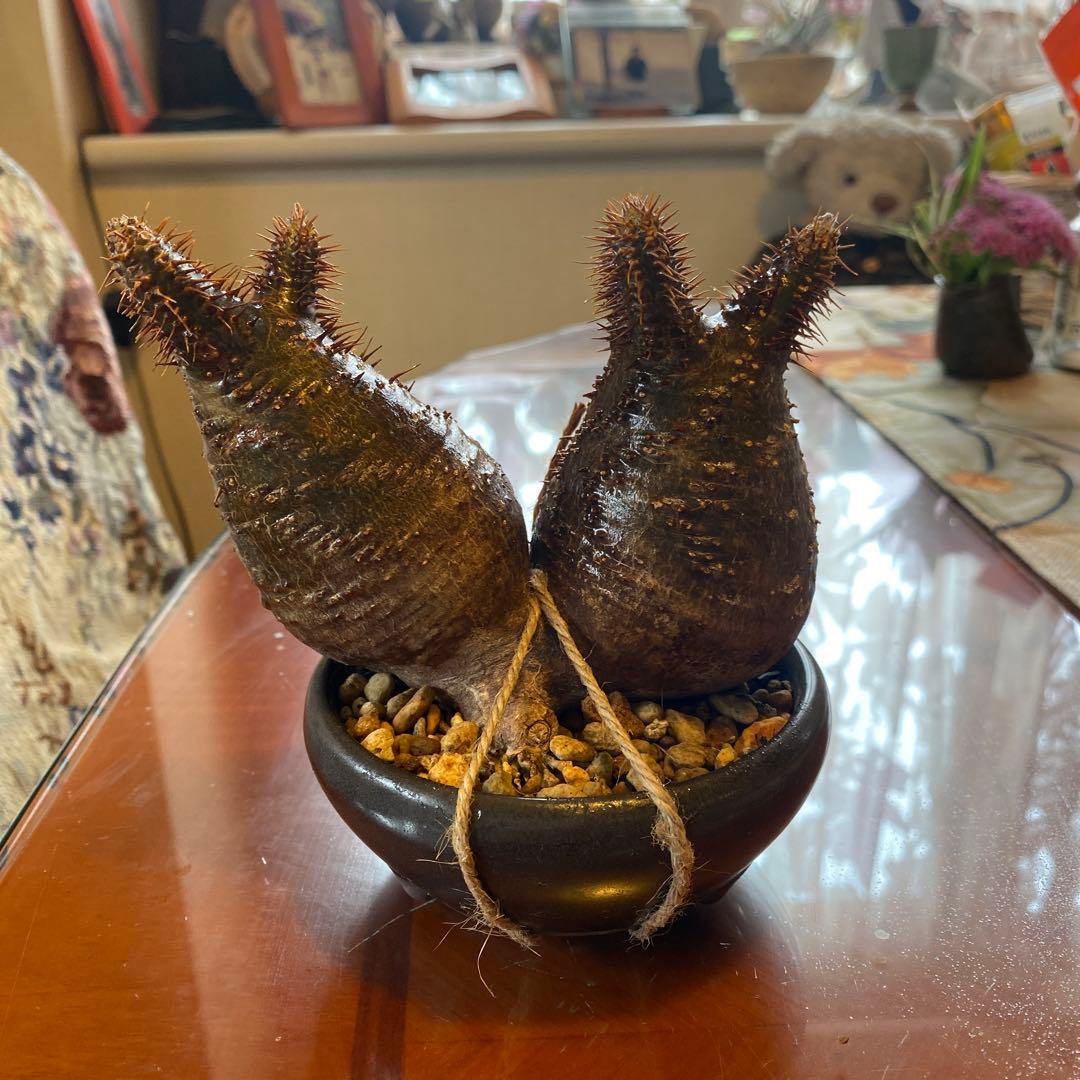 グラキリス 2頭 赤肌 良型 現地球