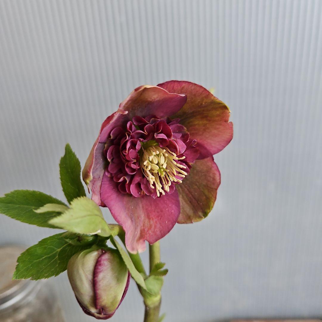 bonobono様ご購入苗㉖-166㉖-180クリスマスローズ